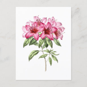 Vintage botanische Illustration der rosa Azalee Postkarte
