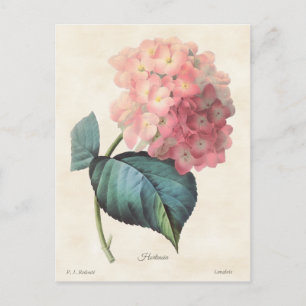Vintage botanische Illustration der rosa Hortensie Postkarte