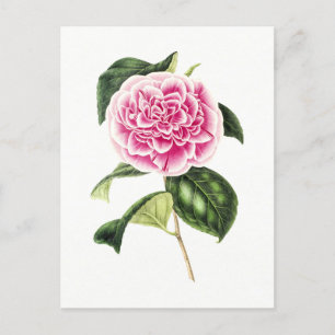 Vintage botanische Illustration der rosa Kamelien Postkarte