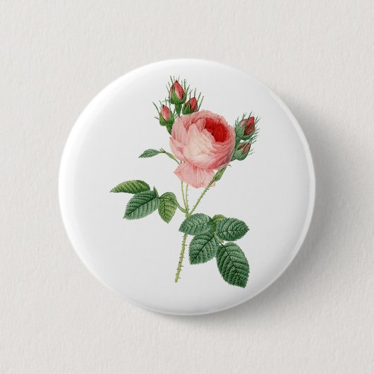 Vintage botanische Illustration der rosa Rose Button (Vorderseite)
