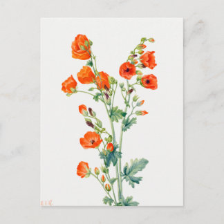 Vintage-Botanische Illustration des Globemallow de Postkarte