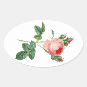 Vintage botanische Illustration einer rosa Rose Ovaler Aufkleber