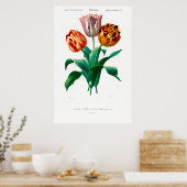 Vintage botanische Illustration einer Tulpe Poster (Küche)