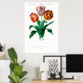 Vintage botanische Illustration einer Tulpe Poster (Heimbüro)