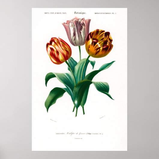 Vintage botanische Illustration einer Tulpe Poster (Vorne)