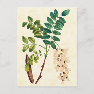 Vintage botanische Illustration eines Robinienbaum Postkarte