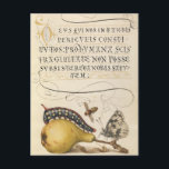 Vintage botanische Illustration Feiertagspostkarte<br><div class="desc">Vintage Beschreibung der Pflanze</div>