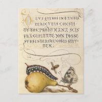 Vintage botanische Illustration