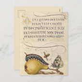 Vintage botanische Illustration Feiertagspostkarte (Vorne/Hinten)