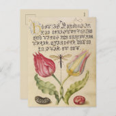 Vintage botanische Illustration Feiertagspostkarte (Vorne/Hinten)