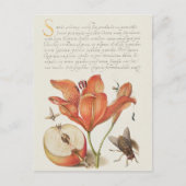 Vintage botanische Illustration Holiday Postkarte (Vorderseite)