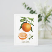 Vintage-Botanische Illustration Orange Frucht Postkarte (Stehend Vorderseite)