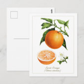 Vintage-Botanische Illustration Orange Frucht Postkarte (Vorne/Hinten)