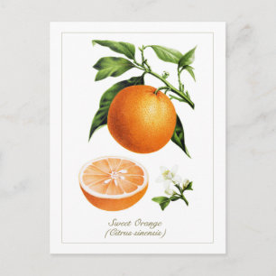 Vintage-Botanische Illustration Orange Frucht Postkarte