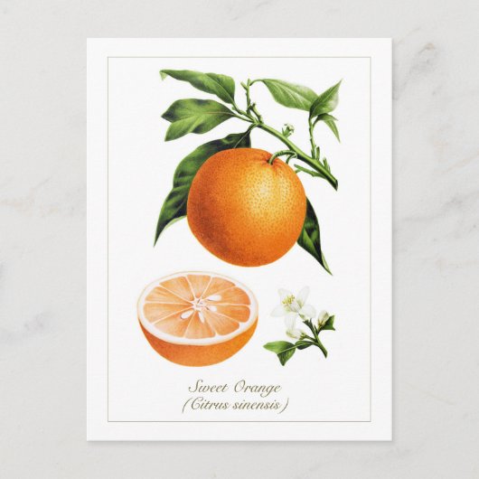 Vintage-Botanische Illustration Orange Frucht Postkarte (Vorderseite)