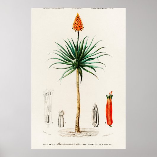 Vintage botanische Illustration Poster (Vorne)