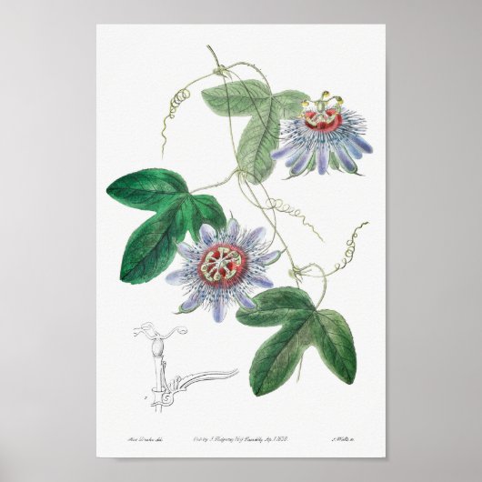 Vintage botanische Illustration Poster (Vorne)