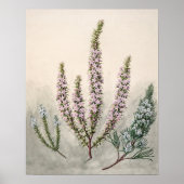 Vintage botanische Illustration Poster (Vorne)