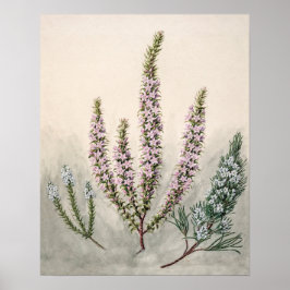 Vintage botanische Illustration Poster