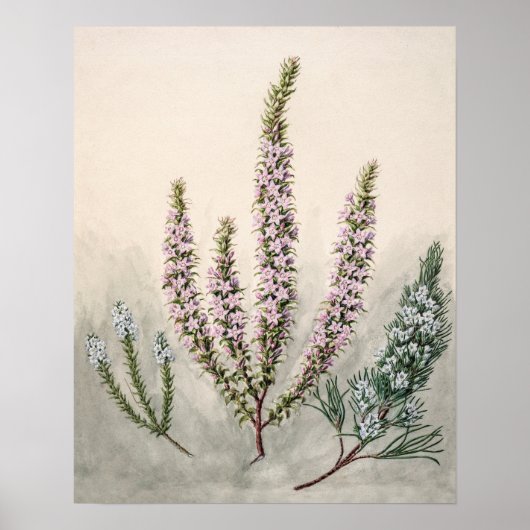 Vintage botanische Illustration Poster (Vorne)