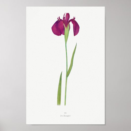Vintage botanische Illustration Poster (Vorne)