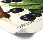 Vintage botanische Illustration Poster (Ecke)