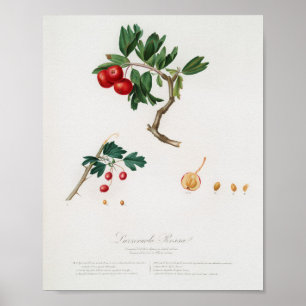 Vintage botanische Illustration Poster