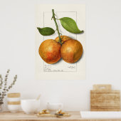 Vintage botanische Illustration Poster (Küche)