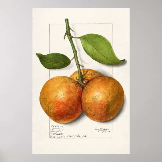 Vintage botanische Illustration Poster (Vorne)