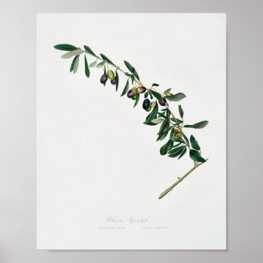 Vintage botanische Illustration Poster (Vorne)