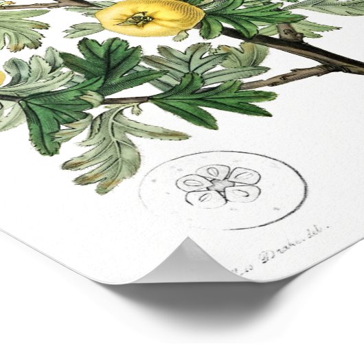 Vintage botanische Illustration Poster (Ecke)