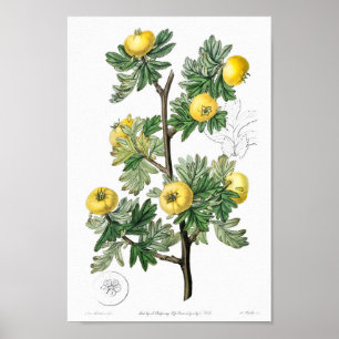 Vintage botanische Illustration Poster