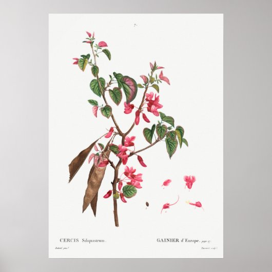 Vintage botanische Illustration Poster (Vorne)