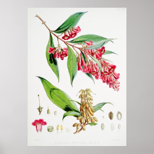 Vintage botanische Illustration Poster (Vorne)