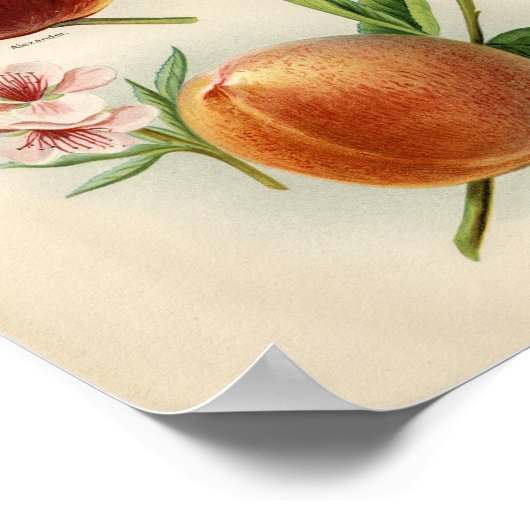 Vintage botanische Illustration Poster (Ecke)