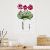 Vintage botanische Illustration Poster (Küche)