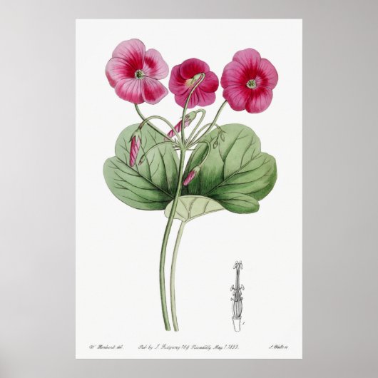 Vintage botanische Illustration Poster (Vorne)