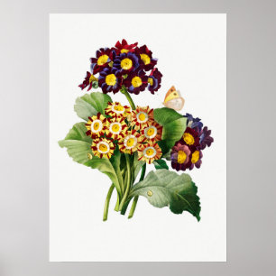 Vintage botanische Illustration Poster