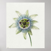 Vintage botanische Illustration Poster (Vorne)