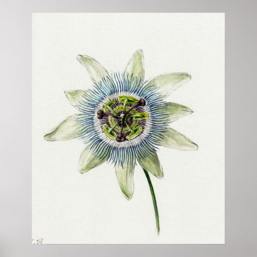 Vintage botanische Illustration Poster (Vorne)