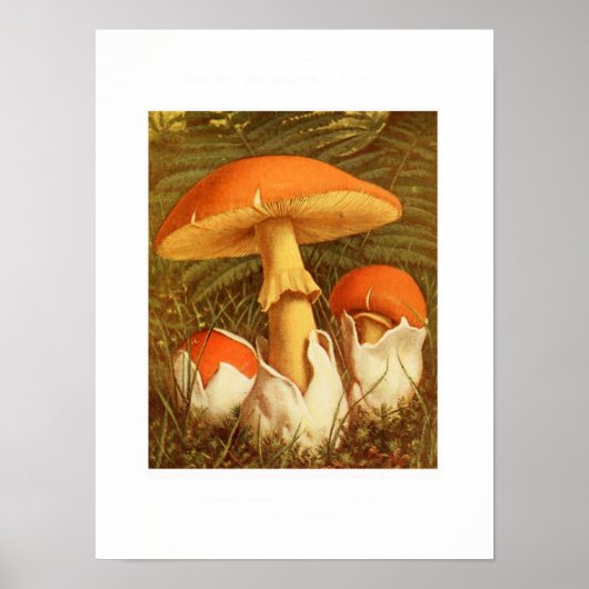 Vintage botanische Illustration Poster (Vorne)