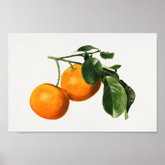 Vintage botanische Illustration Poster (Vorne)