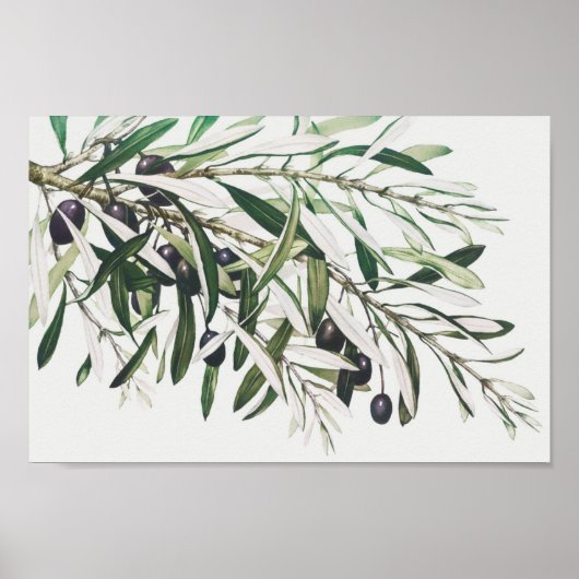 Vintage botanische Illustration Poster (Vorne)