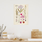 Vintage botanische Illustration Poster (Küche)