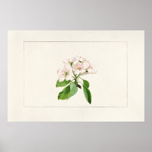 Vintage botanische Illustration Poster (Vorne)