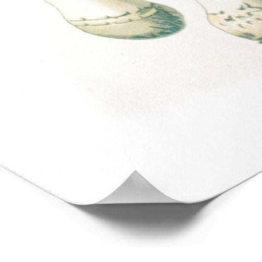 Vintage botanische Illustration Poster (Ecke)