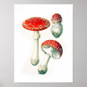 Vintage botanische Illustration Poster