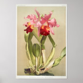 Vintage botanische Illustration Poster (Vorne)