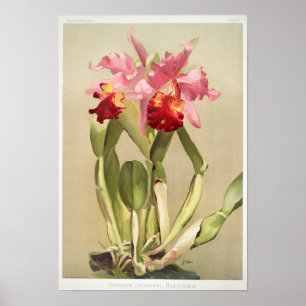 Vintage botanische Illustration Poster