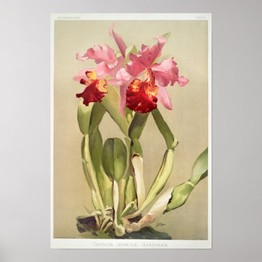 Vintage botanische Illustration Poster (Vorne)